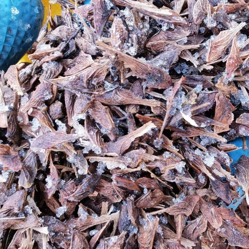 茶条槭种子三角枫种子批发东北耐寒抗冻种源胚芽鲜活优惠