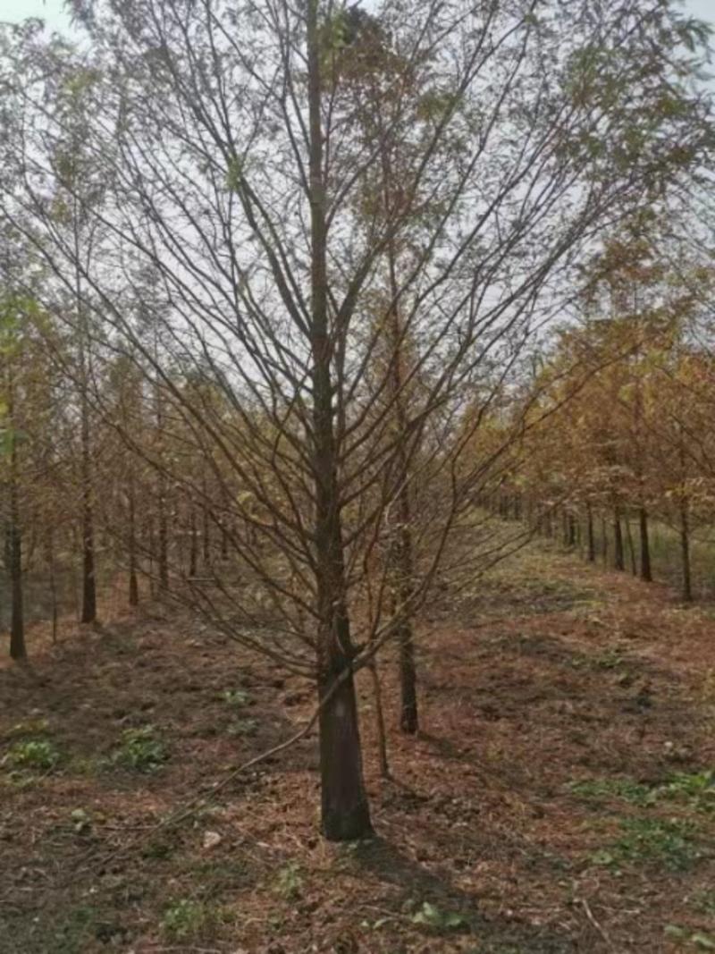 10-12公分精品水杉，易成活，保质保量
