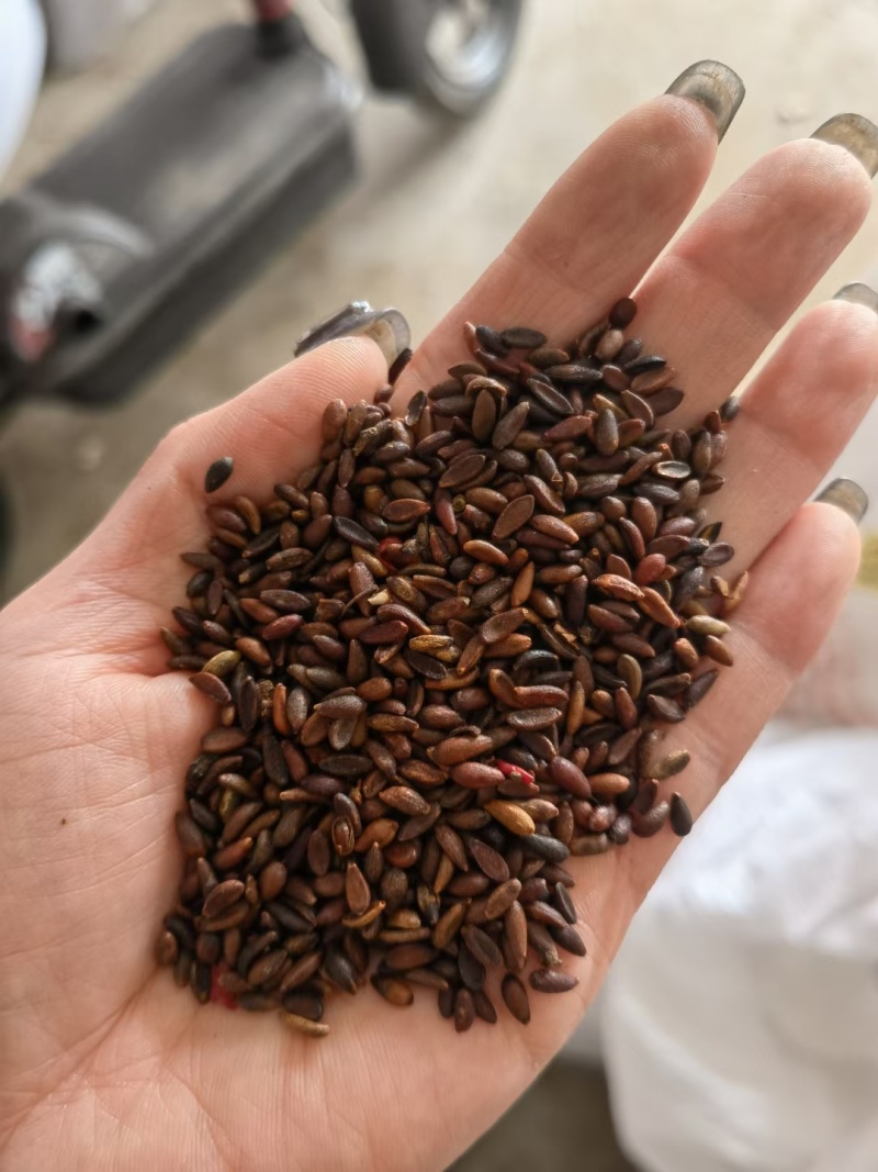 茶条槭种子三角枫种子批发东北耐寒抗冻种源胚芽鲜活优惠