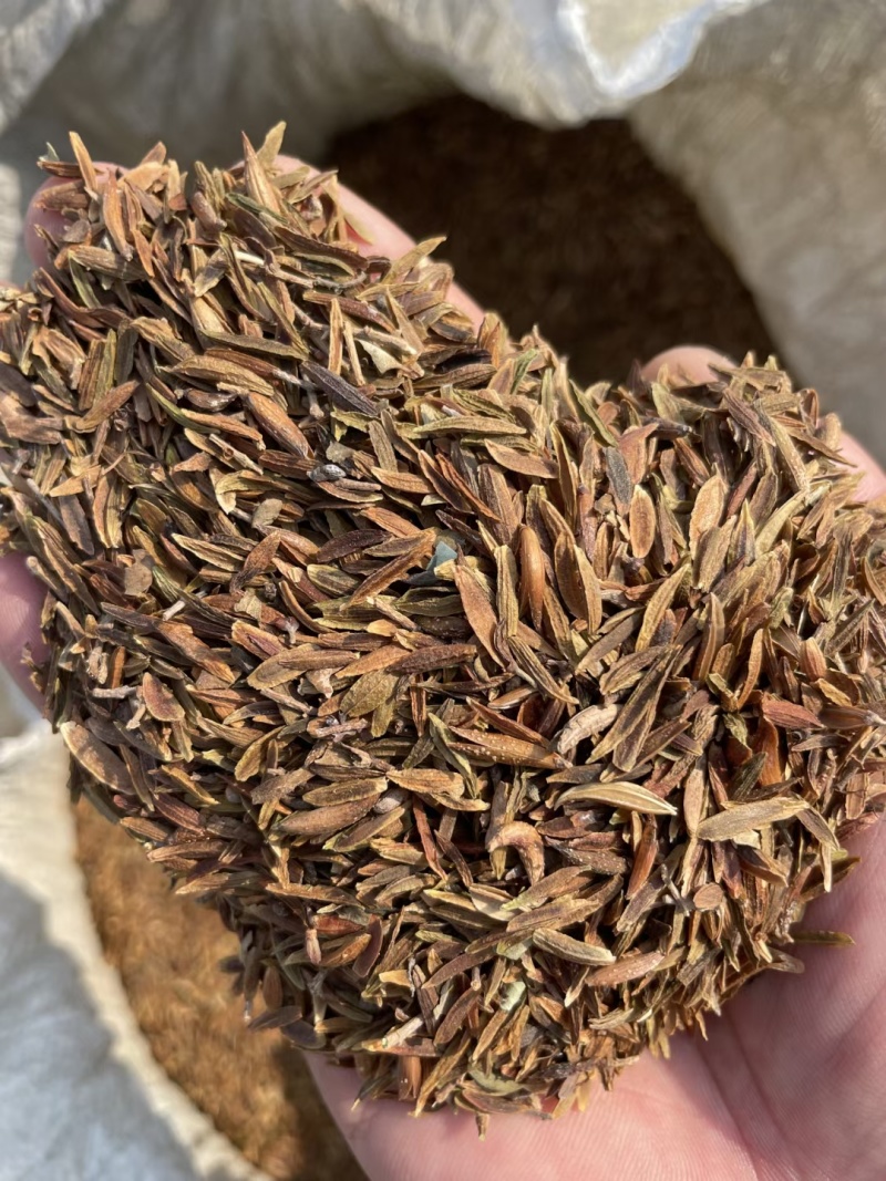 茶条槭种子三角枫种子批发东北耐寒抗冻种源胚芽鲜活优惠