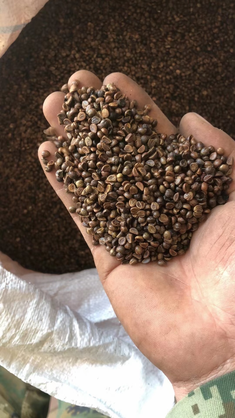 茶条槭种子三角枫种子批发东北耐寒抗冻种源胚芽鲜活优惠