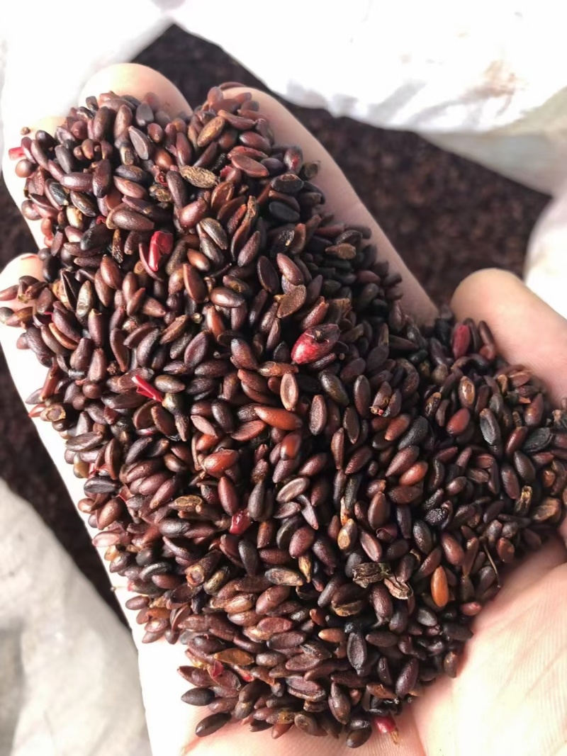 茶条槭种子三角枫种子批发东北耐寒抗冻种源胚芽鲜活优惠