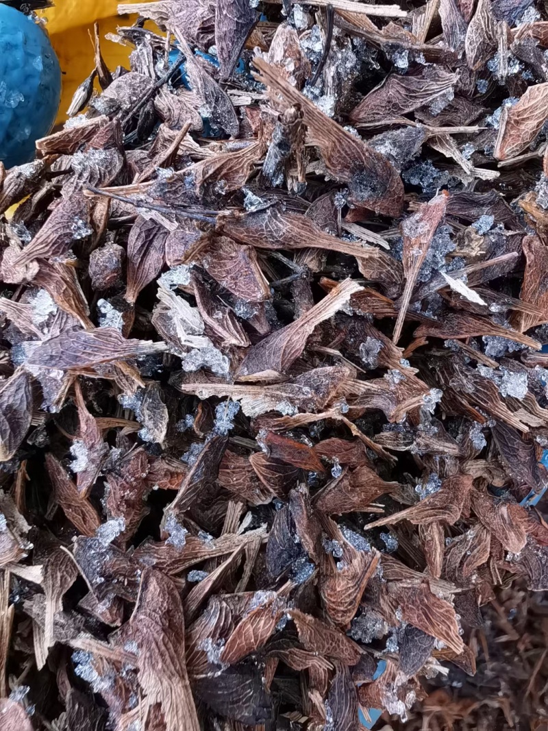 茶条槭种子三角枫种子批发东北耐寒抗冻种源胚芽鲜活优惠