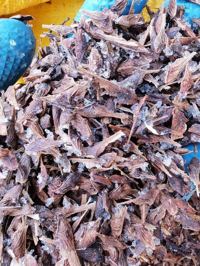 茶条槭种子三角枫种子批发东北耐寒抗冻种源胚芽鲜活优惠