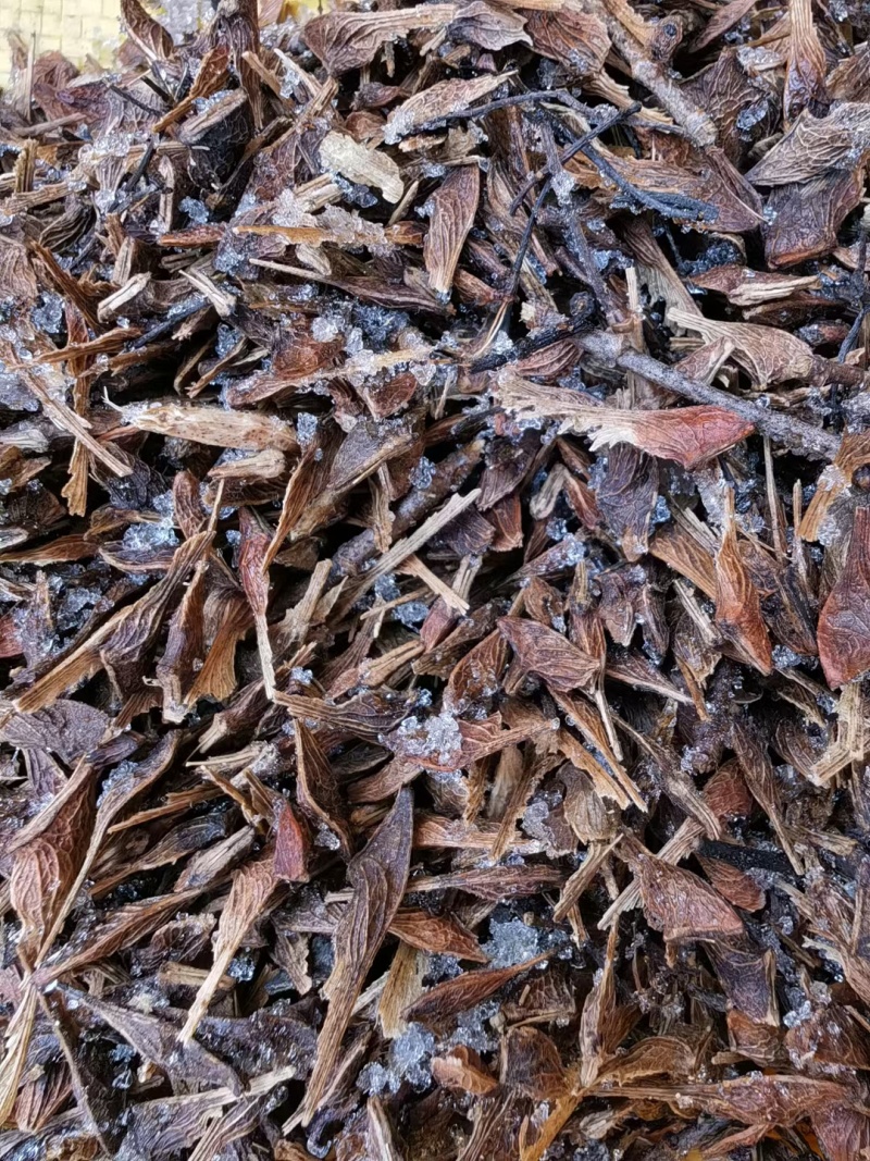 茶条槭种子三角枫种子批发东北耐寒抗冻种源胚芽鲜活优惠