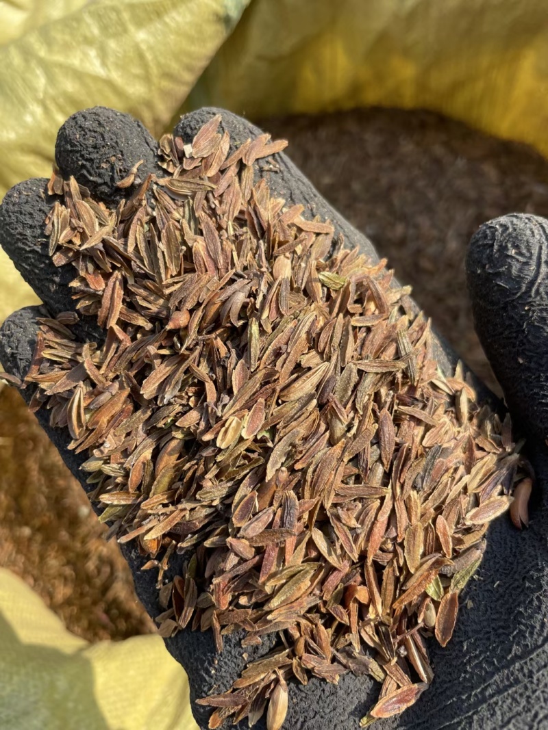 茶条槭种子三角枫种子批发东北耐寒抗冻种源胚芽鲜活优惠
