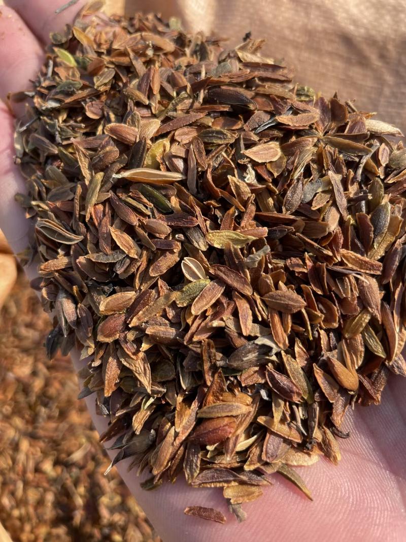 茶条槭种子三角枫种子批发东北耐寒抗冻种源胚芽鲜活优惠