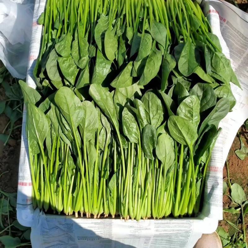 滑县精品大叶菠菜，供应各大批发市场以及商超