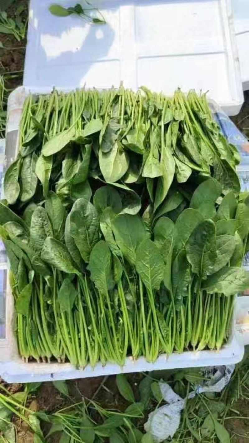 滑县精品大叶菠菜，供应各大批发市场以及商超