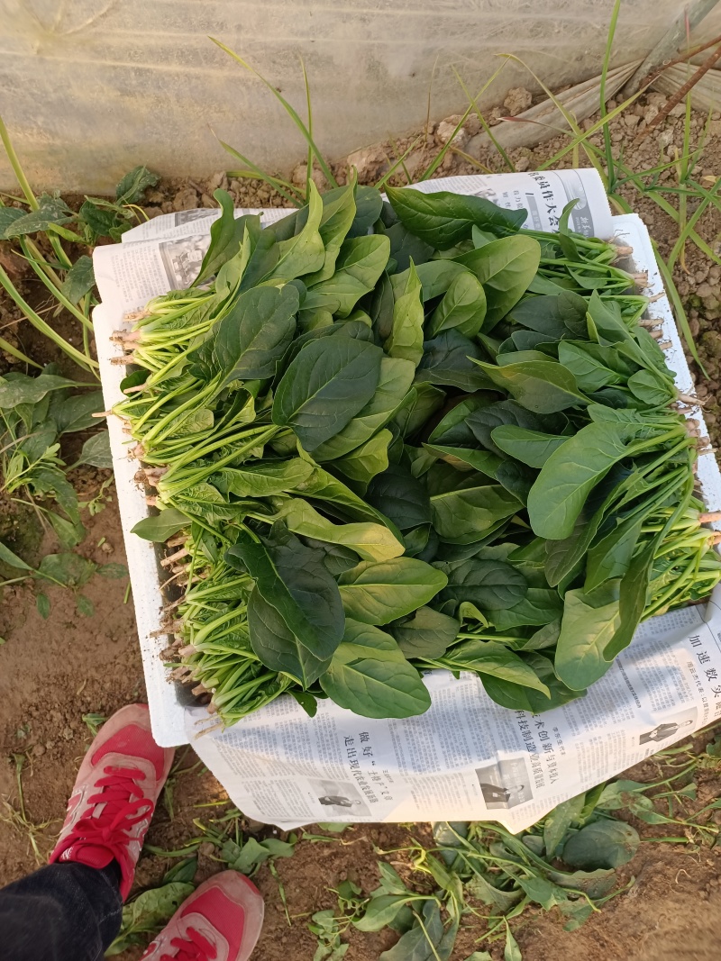 滑县精品大叶菠菜，供应各大批发市场以及商超