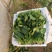 滑县精品大叶菠菜，供应各大批发市场以及商超