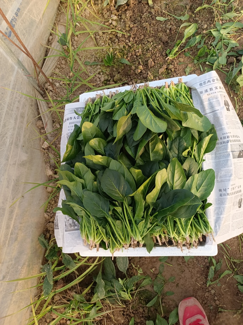 滑县精品大叶菠菜，供应各大批发市场以及商超
