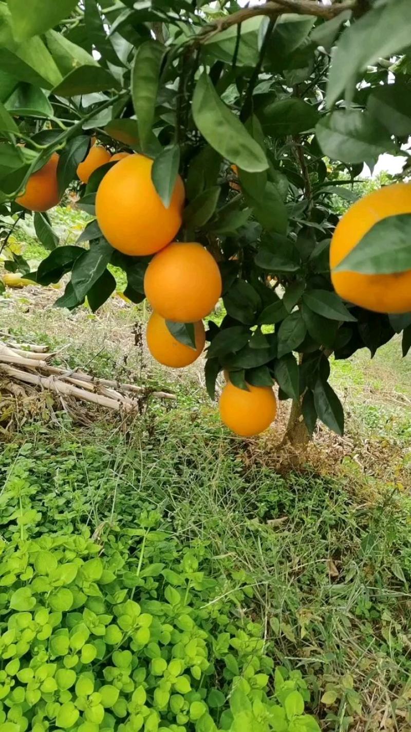 自家纽荷尔脐橙、口感纯甜化渣，货源充足、有需要的老板可以