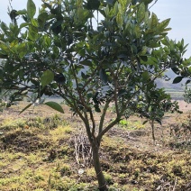 纽荷尔三年移植苗大量供应一手货源随到随装欢迎来电咨询