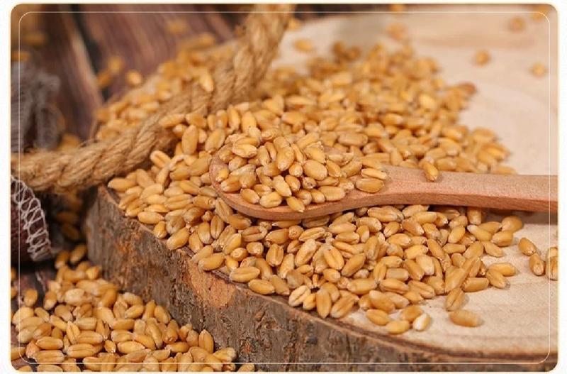 山东小麦颗粒饱满水分低磨面酿酒饲料品质保证量大优惠产地直发