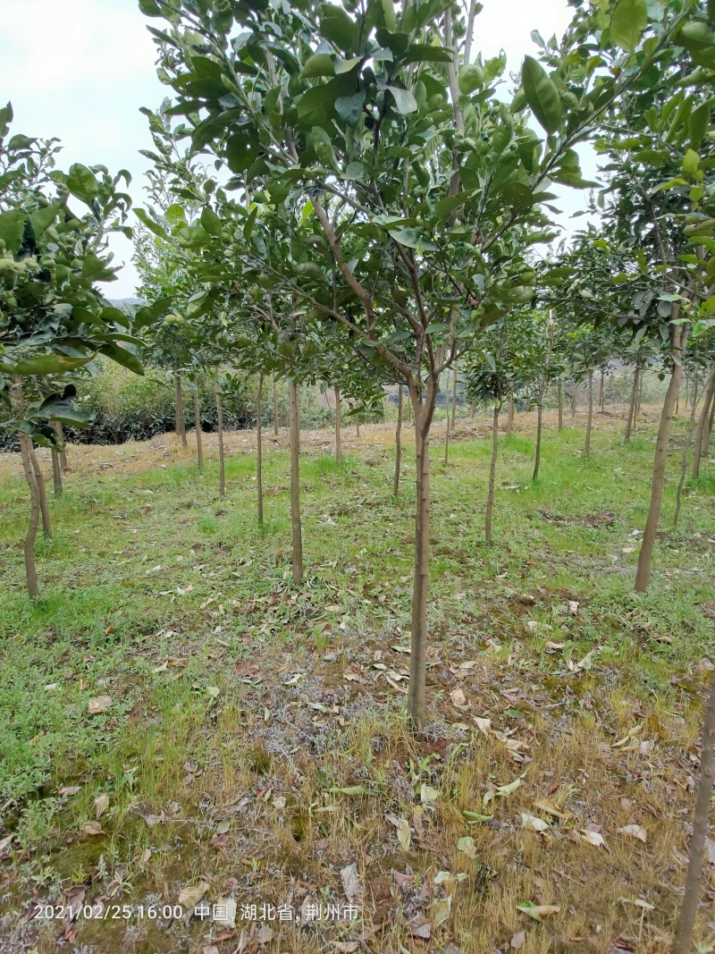香泡树苗基地一手货源对接批发商采购商欢迎来电咨询