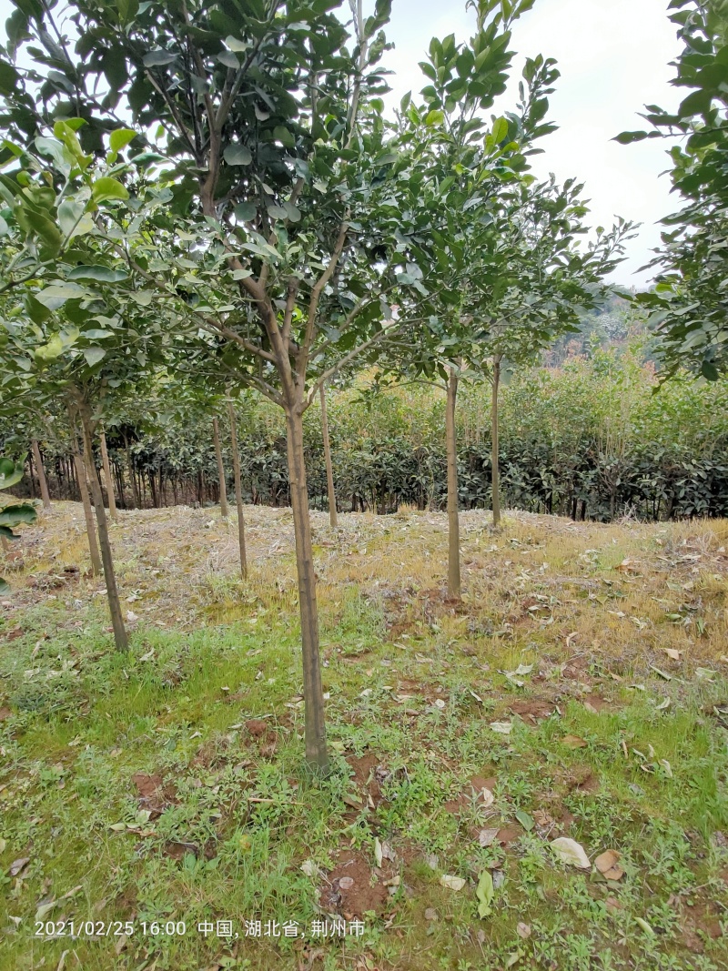 香泡树苗基地一手货源对接批发商采购商欢迎来电咨询