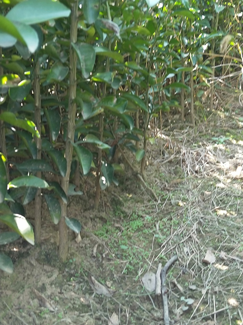 香泡树苗基地一手货源对接批发商采购商欢迎来电咨询