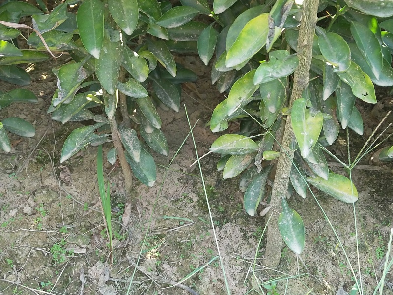 香泡树苗基地一手货源对接批发商采购商欢迎来电咨询