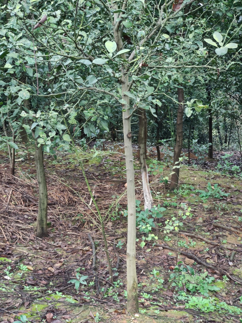 香泡树苗基地一手货源对接批发商采购商欢迎来电咨询