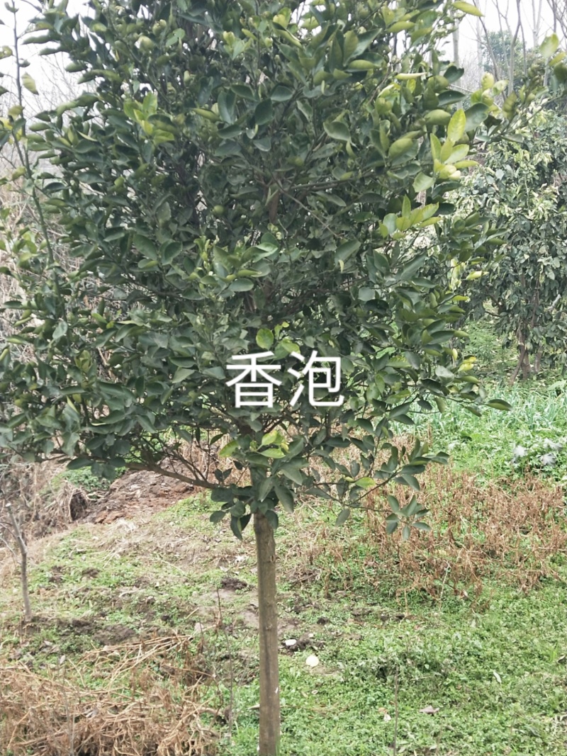 香泡树苗基地一手货源对接批发商采购商欢迎来电咨询