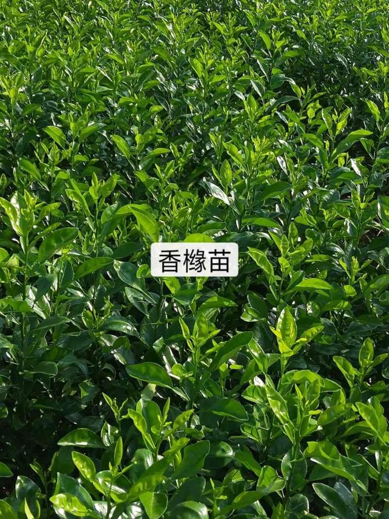 香泡树苗基地一手货源对接批发商采购商欢迎来电咨询