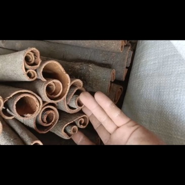 【优选】广西精品桂皮自产自销，基地种植，现货直发价格优惠