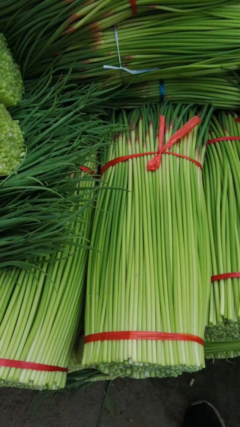 河北蒜苔大量有货，欢迎咨询，实地看货，洽谈合作，从业多年