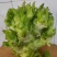 四川精品儿菜各种品质都有大小车都接多城市有货大心小心