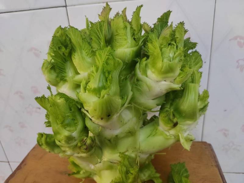 四川精品儿菜各种品质都有大小车都接多城市有货大心小心