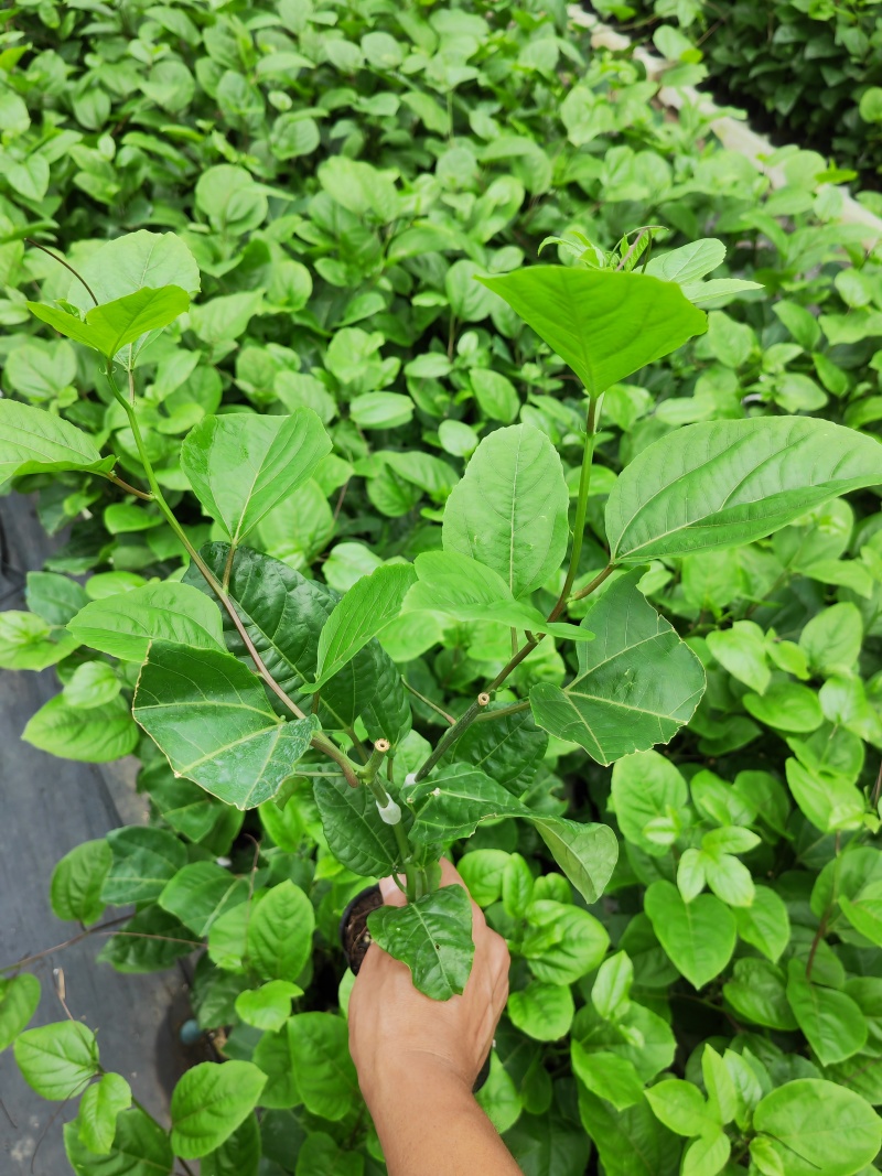 黄金九号嫁接苗，场地直发，大量有货！欢迎订购