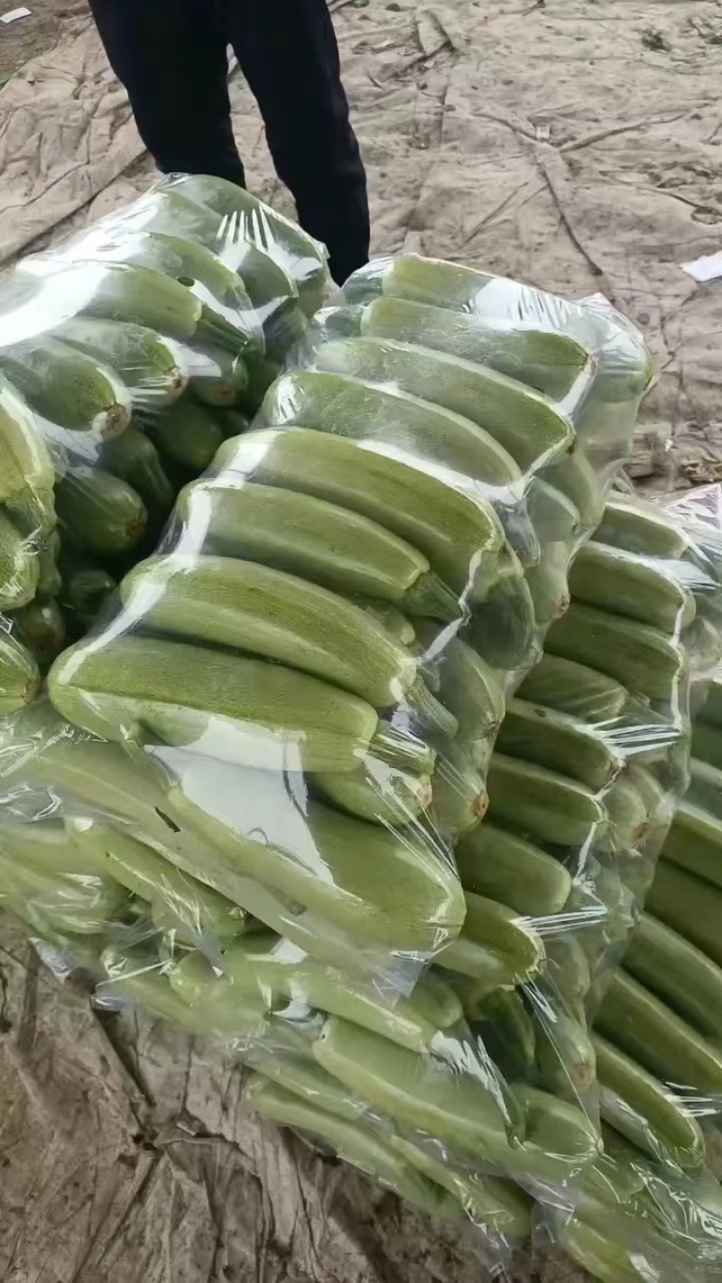 河北绿皮西葫芦大量有货，欢迎咨询实地看货，洽谈合作，本人从业