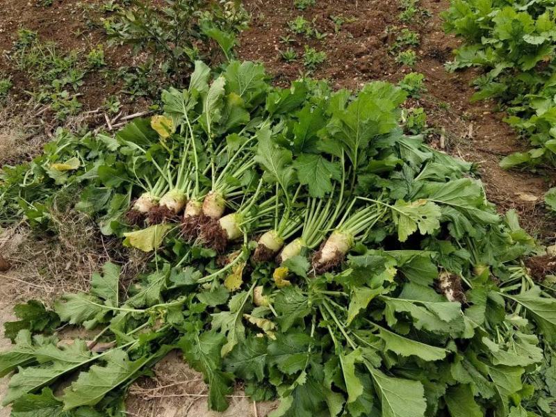 四川大头菜，芥菜头工厂原产地大量发货，诚信服务