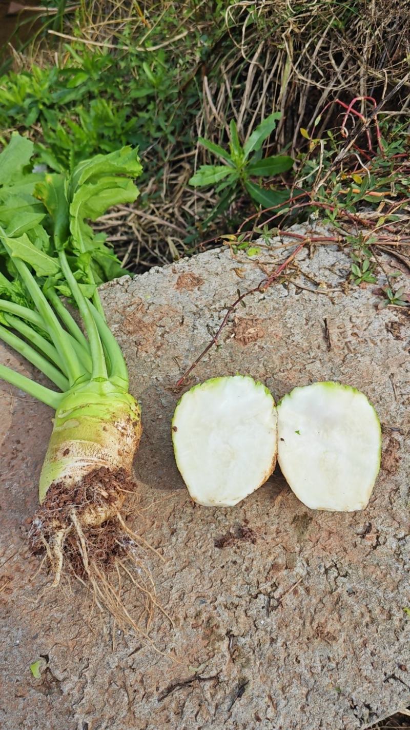 四川大头菜，芥菜头工厂原产地大量发货，诚信服务