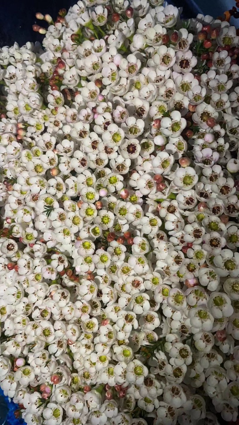 澳梅：又称腊梅年宵花7个颜色粉蓝橙红白粉紫！