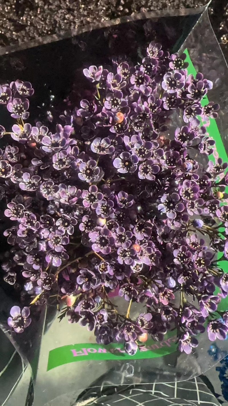 澳梅：又称腊梅年宵花7个颜色粉蓝橙红白粉紫！