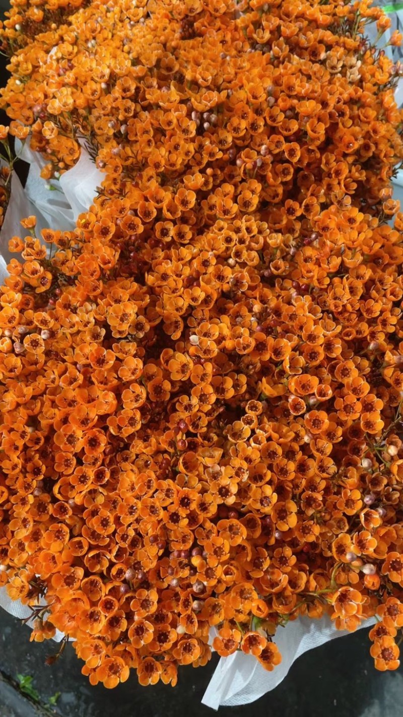 澳梅：又称腊梅年宵花7个颜色粉蓝橙红白粉紫！