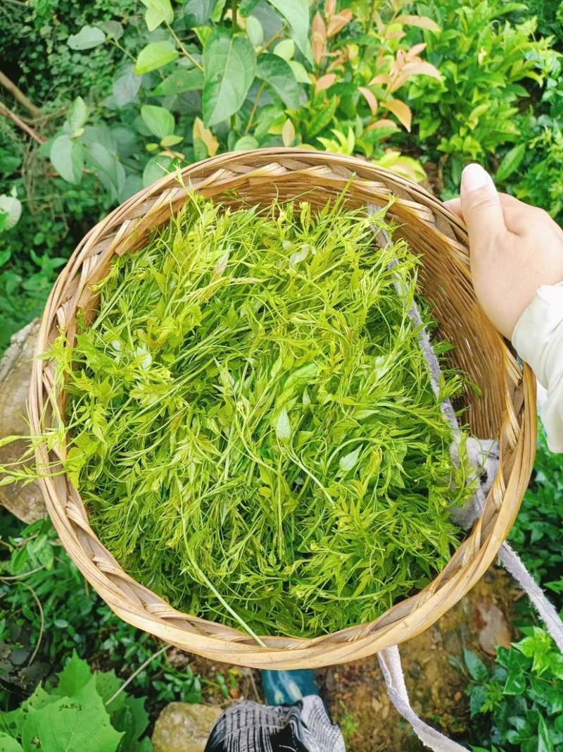 张家界莓茶，藤茶基地直供