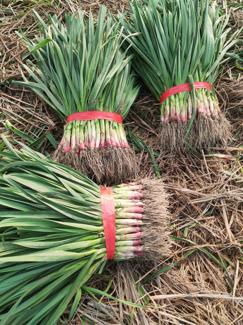 红根蒜苗大量上市