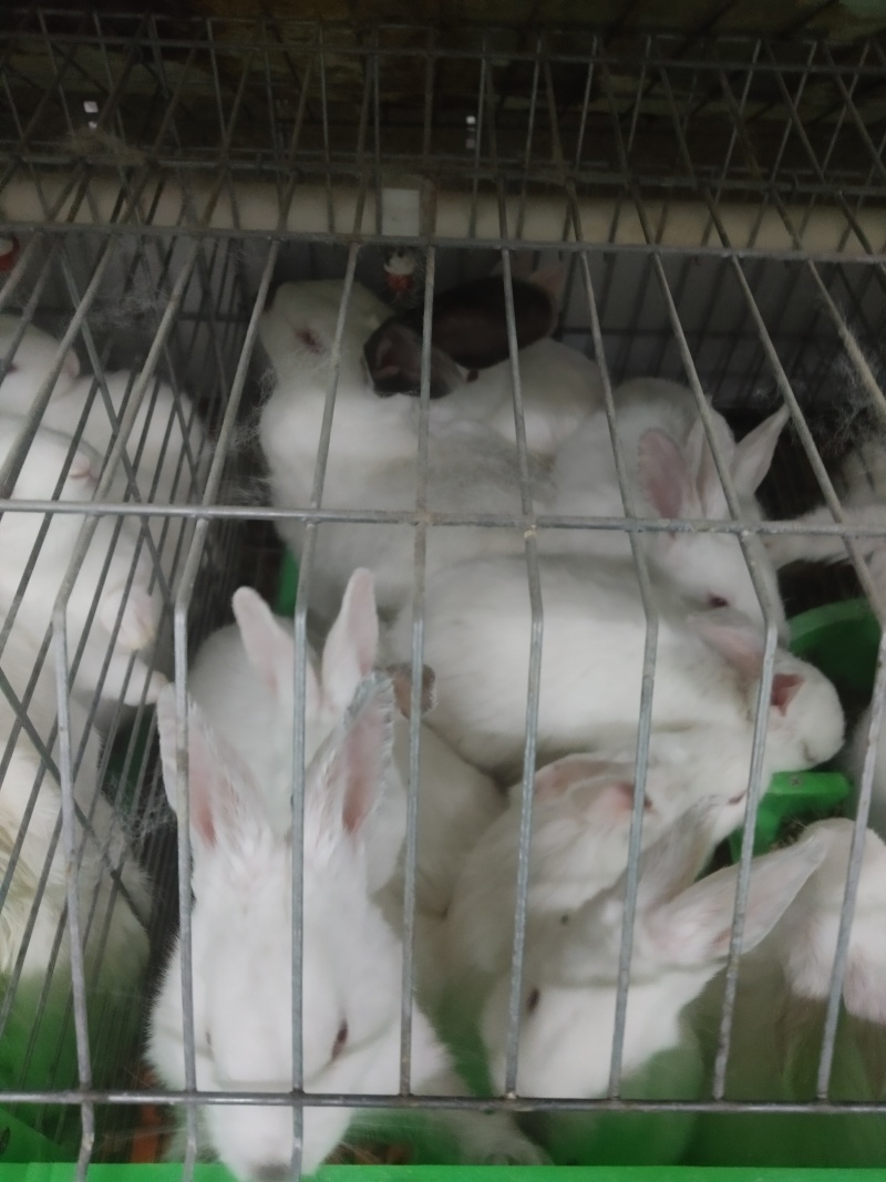 肉兔种兔大量出售