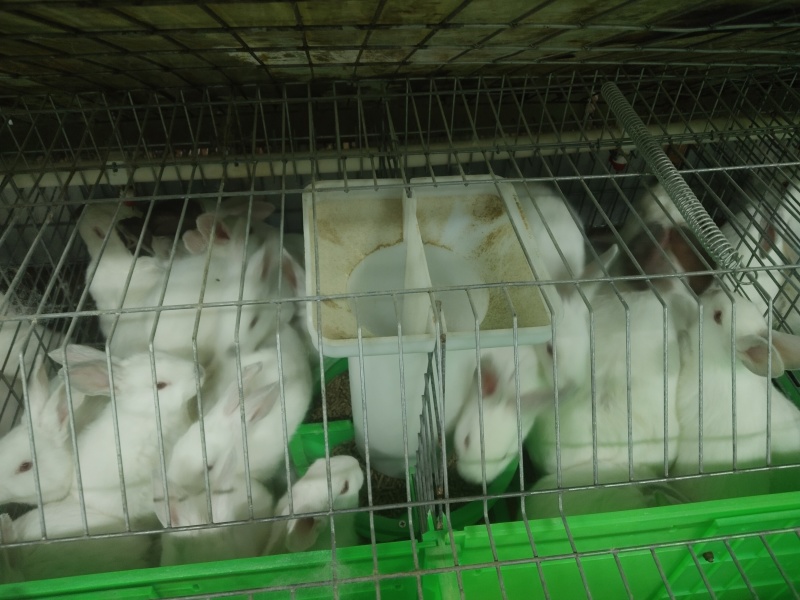 肉兔种兔大量出售