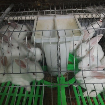 肉兔种兔大量出售