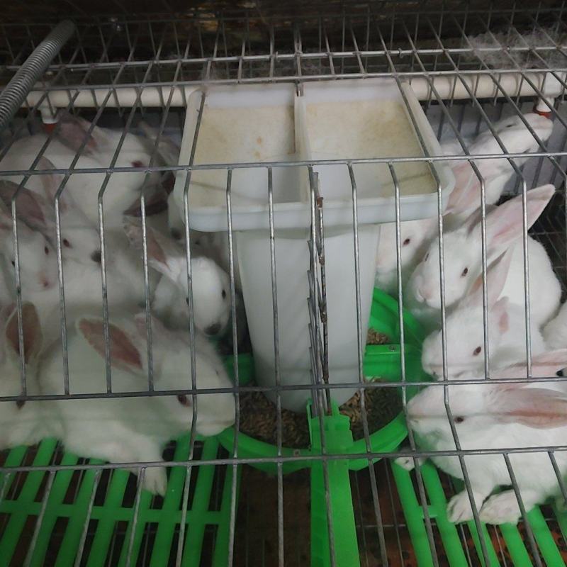 肉兔种兔大量出售