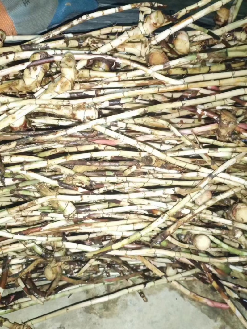 正宗阳春春砂仁根