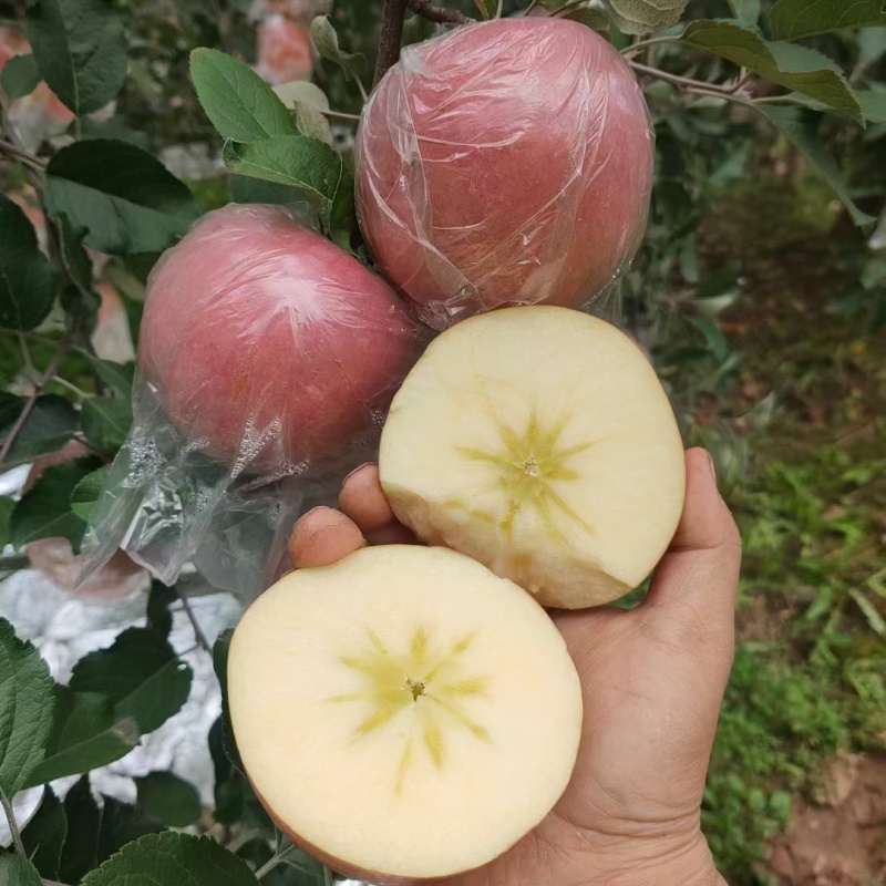 【常年供应】冰糖心苹果红富士苹果山西苹果现货批发