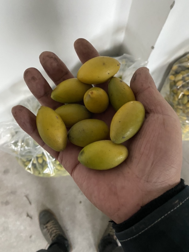 大量出售四川橄榄.量大从优.欢迎骚扰！