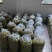 大量出售四川橄榄.量大从优.欢迎骚扰！