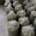 大量出售四川橄榄.量大从优.欢迎骚扰！