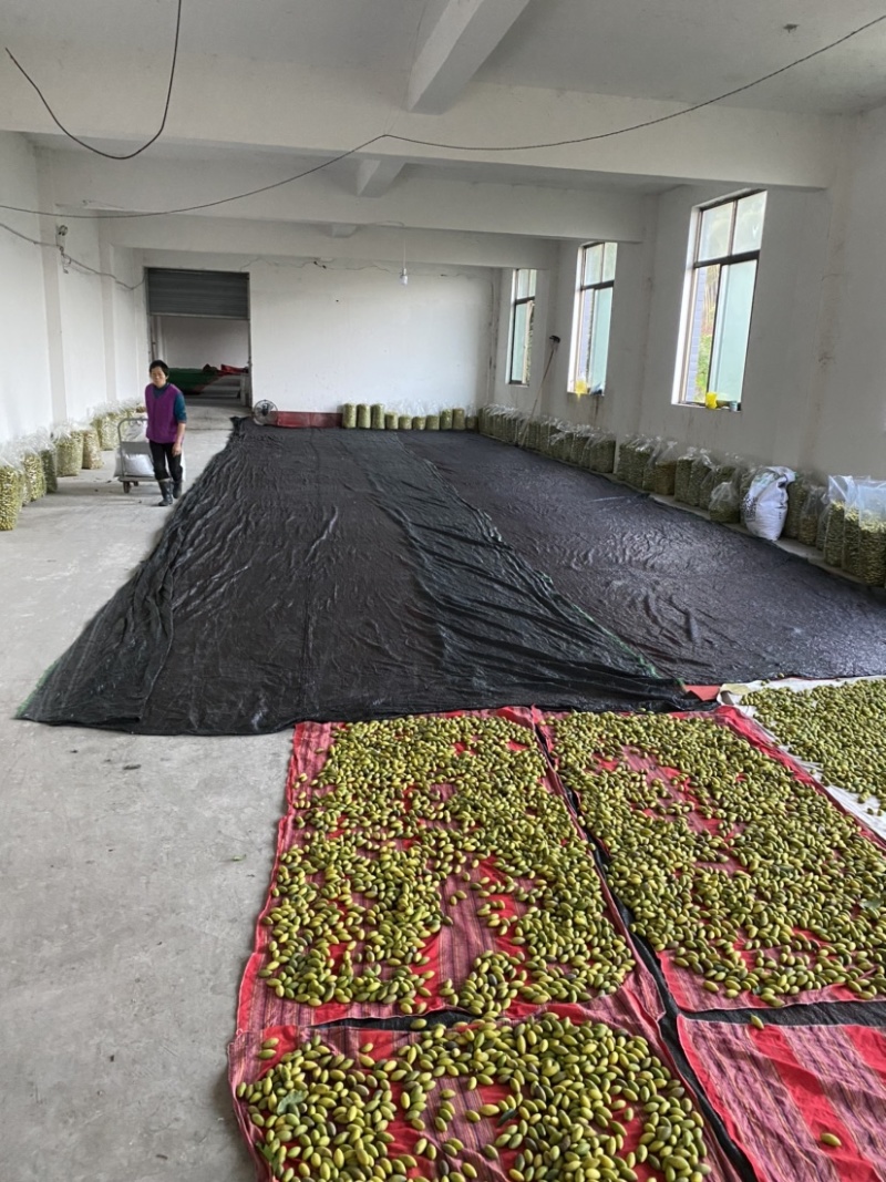 大量出售四川橄榄.量大从优.欢迎骚扰！