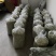 大量出售四川橄榄.量大从优.欢迎骚扰！
